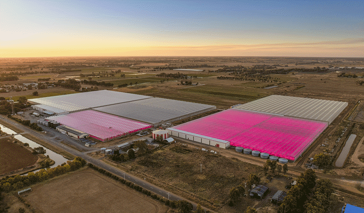 Katunga_Fresh_CAF_750x440