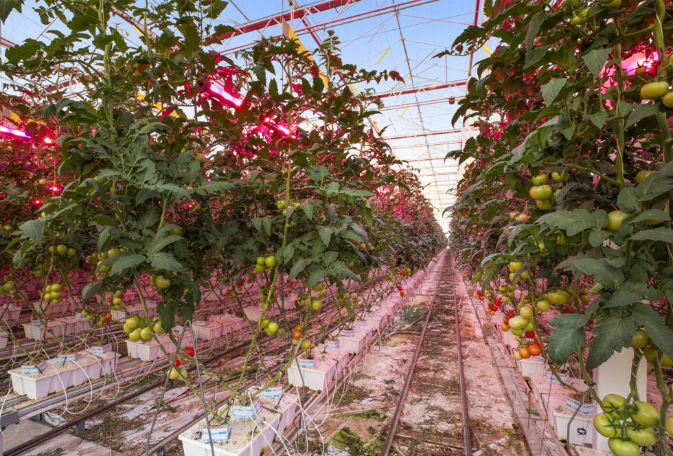 Agriculture-property_0002_031_CEN_KATUNGA_8992